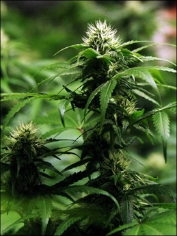 A marijuana plant.jpg (82 KB)